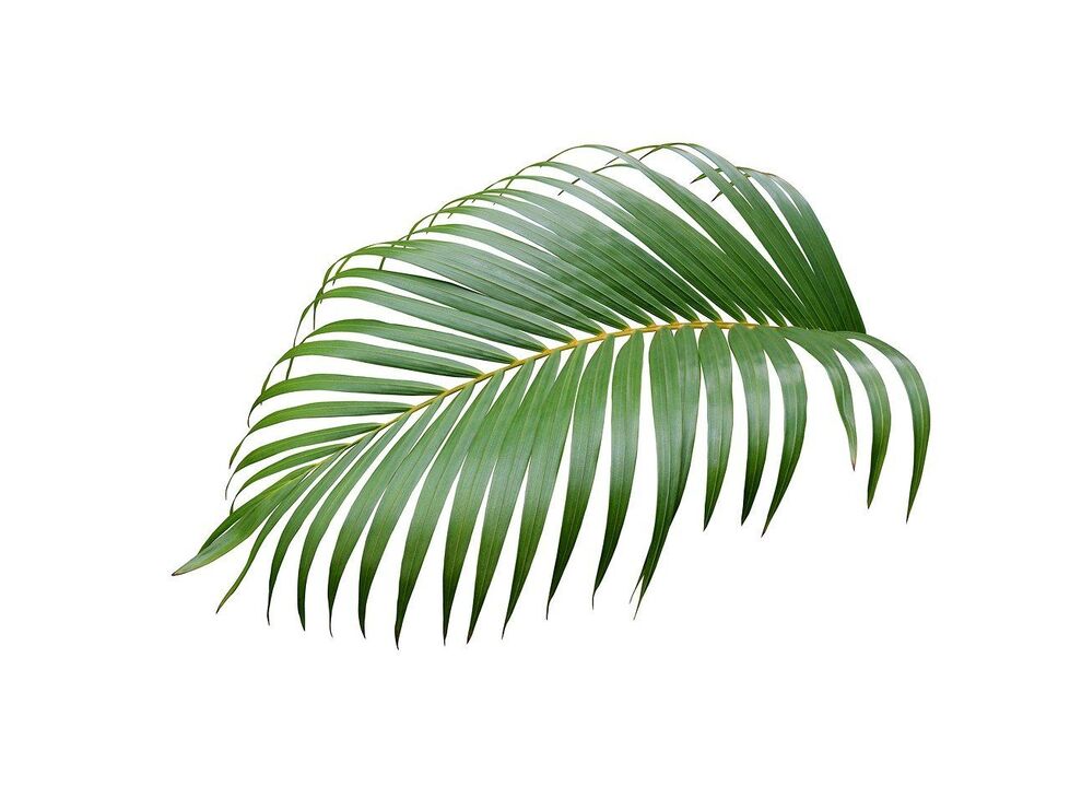 Cerenia palm στις κάψουλες του zxcvbnmqwert